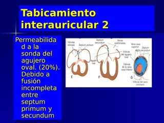 Tabicamiento
 interauricular 2
Permeabilida
  d a la
  sonda del
  agujero
  oval. (20%).
  Debido a
  fusión
  incompleta
  entre
  septum
  primum y
  secundum
 