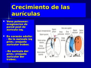 Crecimiento de las
        aurículas
   Vena pulmonar:
    evaginacion de
    pared post de
    aurícula izq.

   En corazón adulto:
    - De la aurícula izq
    prim.: orejuela
    auricular trabec.

    - De aurícula der
     prim.: orejuela
     auricular der
     trabec.
 