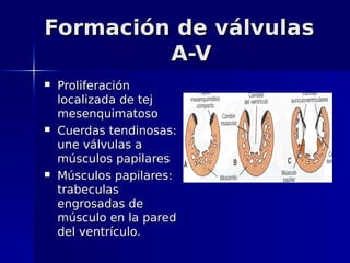 Formación de válvulas
         A-V
   Proliferación
    localizada de tej
    mesenquimatoso
   Cuerdas tendinosas:
    une válvulas a
    músculos papilares
   Músculos papilares:
    trabeculas
    engrosadas de
    músculo en la pared
    del ventrículo.
 