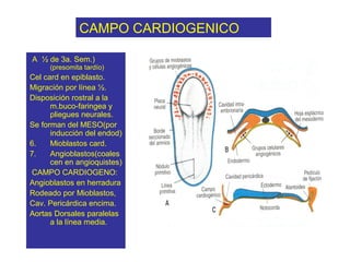 CAMPO CARDIOGENICO

A ½ de 3a. Sem.)
     (presomita tardío)
Cel card en epiblasto.
Migración por línea ½.
Disposición rostral a la
      m.buco-faringea y
      pliegues neurales.
Se forman del MESO(por
      inducción del endod)
6.    Mioblastos card.
7.    Angioblastos(coales
      cen en angioquistes)
CAMPO CARDIOGENO:
Angioblastos en herradura
Rodeado por Mioblastos,
Cav. Pericárdica encima.
Aortas Dorsales paralelas
      a la línea media.
 