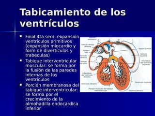Tabicamiento de los
ventrículos
   Final 4ta sem: expansión
    ventrículos primitivos
    (expansión miocardio y
    form de divertículos y
    trabeculas)
   Tabique interventricular
    muscular: se forma por
    la fusión de las paredes
    internas de los
    ventrículos
   Porción membranosa del
    tabique interventricular:
    se forma por el
    crecimiento de la
    almohadilla endocardica
    inferior
 