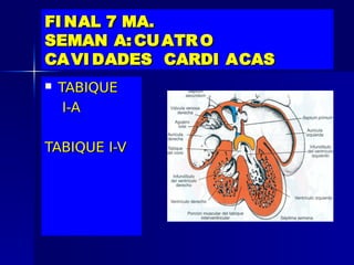 FI NAL 7 MA.
SEMAN A: CU ATR O
CA VI DADES CARDI ACAS
   TABIQUE
     I-A

TABIQUE I-V
 