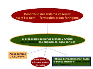Desarrollo del sistema vascular
           4ta y 5ta sem formación arcos faringeos




                 c/ arco recibe su Nervio craneal y Arteria:
                Arcos áorticos (se originan del saco aortico)



    Arcos áorticos
    I, II, III, IV y VI
                          c/u de ellos ter   Tabique aorticopulmonar: divide
                          mina en aortas     el tronco arterioso: Aorta ventral
                             dorsales        y art. Pulmonar
 