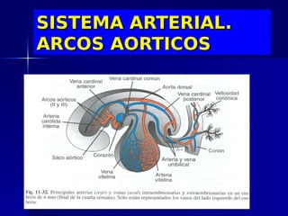 SISTEMA ARTERIAL.
ARCOS AORTICOS
 