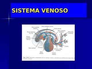SISTEMA VENOSO
 