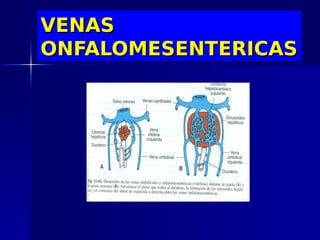 VENAS
ONFALOMESENTERICAS
 
