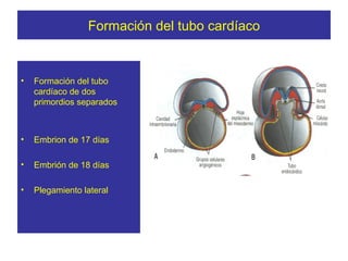 Formación del tubo cardíaco


•   Formación del tubo
    cardíaco de dos
    primordios separados



•   Embrion de 17 días

•   Embrión de 18 días

•   Plegamiento lateral
 