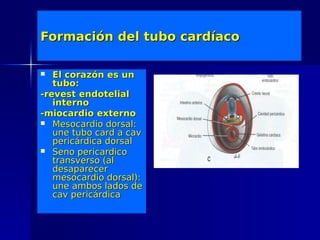 Formación del tubo cardíaco

  El corazón es un
   tubo:
-revest endotelial
   interno
-miocardio externo
 Mesocardio dorsal:
   une tubo card a cav
   pericárdica dorsal
 Seno pericardico
   transverso (al
   desaparecer
   mesocardio dorsal):
   une ambos lados de
   cav pericárdica
 