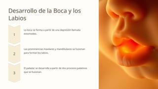 Labios Rombicos Embriologia-Desarrollo-de-la-Cara-y-el-Cuello.pptx