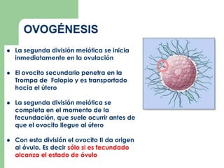  La segunda división meiótica se inicia
inmediatamente en la ovulación
 El ovocito secundario penetra en la
Trompa de Falopio y es transportado
hacia el útero
 La segunda división meiótica se
completa en el momento de la
fecundación, que suele ocurrir antes de
que el ovocito llegue al útero
 Con esta división el ovocito II da origen
al óvulo. Es decir sólo si es fecundado
alcanza el estado de óvulo
OVOGÉNESIS
 
