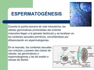 ESPERMATOGÉNESIS
Durante la quinta semana de vida intrauterina, las
células germinativas primordiales del embrión
masculino llegan a la gónada (testículo) y se localizan en
los cordones sexuales primitivos, convirtiéndose por
diferenciación en espermatogonias.
En el neonato, los cordones sexuales
son macizos y poseen dos clases de
células: las germinativas o
espermatogonias y las de sostén o
células de Sertoli.
 