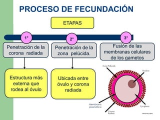 PROCESO DE FECUNDACIÓN
ETAPAS
Penetración de la
corona radiada
Penetración de la
zona pelúcida.
Fusión de las
membranas celulares
de los gametos
Estructura más
externa que
rodea al óvulo
Ubicada entre
óvulo y corona
radiada
Membrana
plasmática
2°1° 3°
 