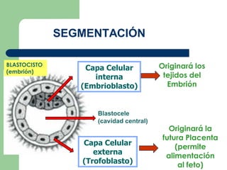 SEGMENTACIÓN
Originará los
tejidos del
Embrión
Originará la
futura Placenta
(permite
alimentación
al feto)
Capa Celular
interna
(Embrioblasto)
Capa Celular
externa
(Trofoblasto)
Blastocele
(cavidad central)
BLASTOCISTO
(embrión)
 