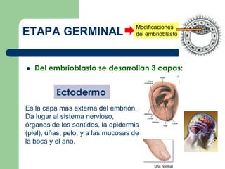 ETAPA GERMINAL
 Del embrioblasto se desarrollan 3 capas:
Ectodermo
Es la capa más externa del embrión.
Da lugar al sistema nervioso,
órganos de los sentidos, la epidermis
(piel), uñas, pelo, y a las mucosas de
la boca y el ano.
Modificaciones
del embrioblasto
 