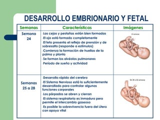 Semanas Características Imágenes
Semana
24
-Las cejas y pestañas están bien formadas
-El ojo está formado completamente
-El feto presenta el reflejo de prensión y de
sobresalto (responde a estímulos)
-Comienza la formación de huellas de la
palma y planta
-Se forman los alvéolos pulmonares
-Período de sueño y actividad
Semanas
25 a 28
-Desarrollo rápido del cerebro
-El Sistema Nervioso está lo suficientemente
desarrollado para controlar algunas
funciones corporales
-Los párpados se abren y cierran
-El sistema respiratorio es inmaduro pero
permite el intercambio gaseoso
-Es posible la sobrevivencia fuera del útero
con apoyo vital
DESARROLLO EMBRIONARIO Y FETAL
 