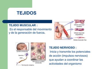 TEJIDOS
TEJIDO MUSCULAR :
Es el responsable del movimiento
y de la generación de fuerza.
TEJIDO NERVIOSO :
Inicia y transmite los potenciales
de acción (impulsos nerviosos)
que ayudan a coordinar las
actividades del organismo
 