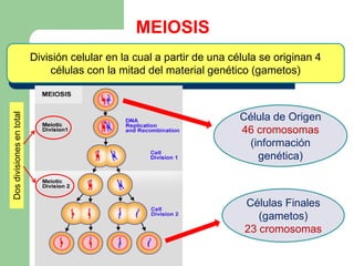 División celular en la cual a partir de una célula se originan 4
células con la mitad del material genético (gametos)
MEIOSIS
Célula de Origen
46 cromosomas
(información
genética)
Células Finales
(gametos)
23 cromosomas
Dosdivisionesentotal
 