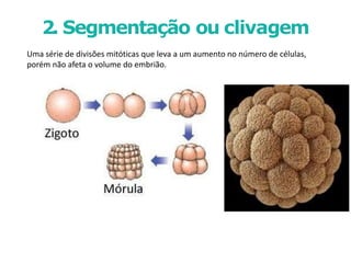 2. Segmentação ou clivagem
Uma série de divisões mitóticas que leva a um aumento no número de células,
porém não afeta o volume do embrião.
 