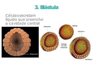 Célulassecretam
líquido que preenche
a cavidade central
3. Blástula
 
