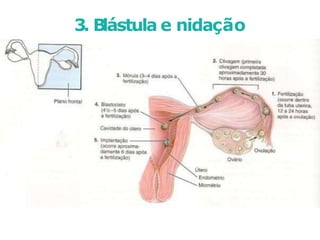 3. B
lástula e nidação
 