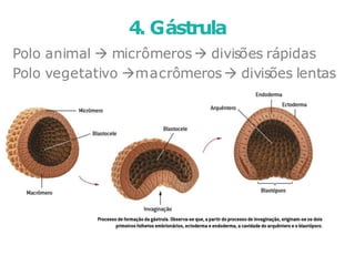 Polo animal  micrômeros divisões rápidas
Polo vegetativo macrômeros divisões lentas
4. Gástrula
 