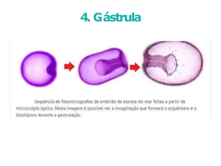 4. Gástrula
 