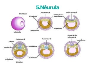 5.Nêurula
 