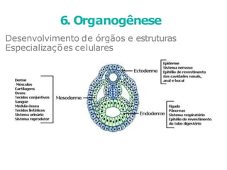 Desenvolvimento de órgãos e estruturas
Especializações celulares
6. Organogênese
 