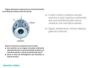 a) A seta I indica o sistema nervoso
central e a seta II aponta a notocorda,
que será substituída pela coluna
vertebral, nos mamíferos adultos.
b) Zigoto, blastômeros, mórula, blástula,
gástrula e nêurula.
Exercícios /Natani
 