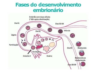 Fases do desenvolvimento
embrionário
 
