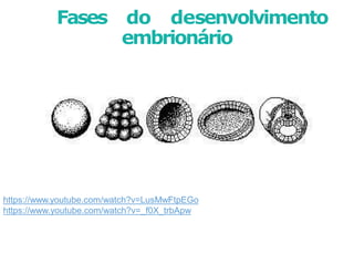 Fases do desenvolvimento
embrionário
https://www.youtube.com/watch?v=LusMwFtpEGo
https://www.youtube.com/watch?v=_f0X_trbApw
 