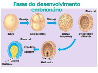 Fases do desenvolvimento
embrionário
 