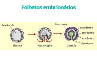 Folhetosembrionários
 