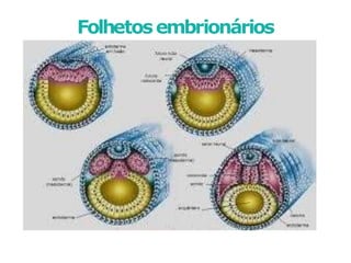 Folhetosembrionários
 