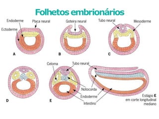Folhetosembrionários
 