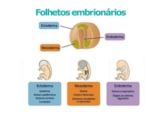 Folhetosembrionários
 