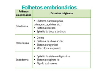 Folhetosembrionários
 