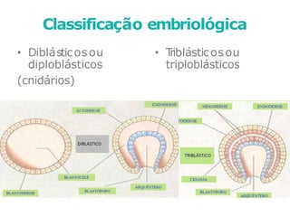 • Diblásticosou
diploblásticos
(cnidários)
• T
riblásticosou
triploblásticos
Classificação embriológica
 