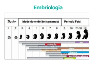 Embriologia
 