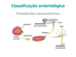 Protostômios x deuterostômios
Classificação embriológica
 