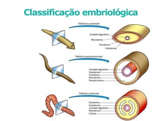 Classificação embriológica
 