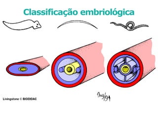 Classificação embriológica
 