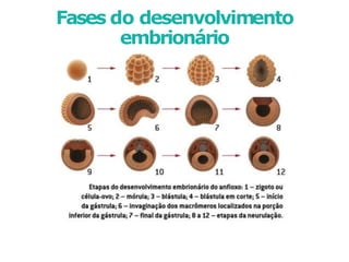 Fases do desenvolvimento
embrionário
 