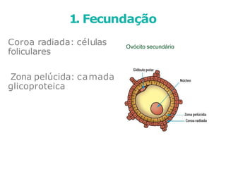 Coroa radiada: células
foliculares
Zona pelúcida: camada
glicoproteica
1. Fecundação
Ovócito secundário
 