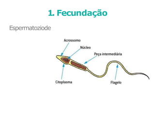 Espermatoziode
1. Fecundação
 