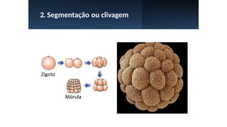 2. Segmentação ou clivagem
 