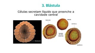 Células secretam líquido que preenche a
cavidade central
3. Blástula
 