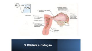 3. Blástula e nidação
 