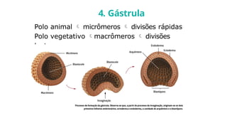 Polo animal  micrômeros  divisões rápidas
Polo vegetativo macrômeros  divisões
lentas
4. Gástrula
 