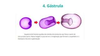 4. Gástrula
 